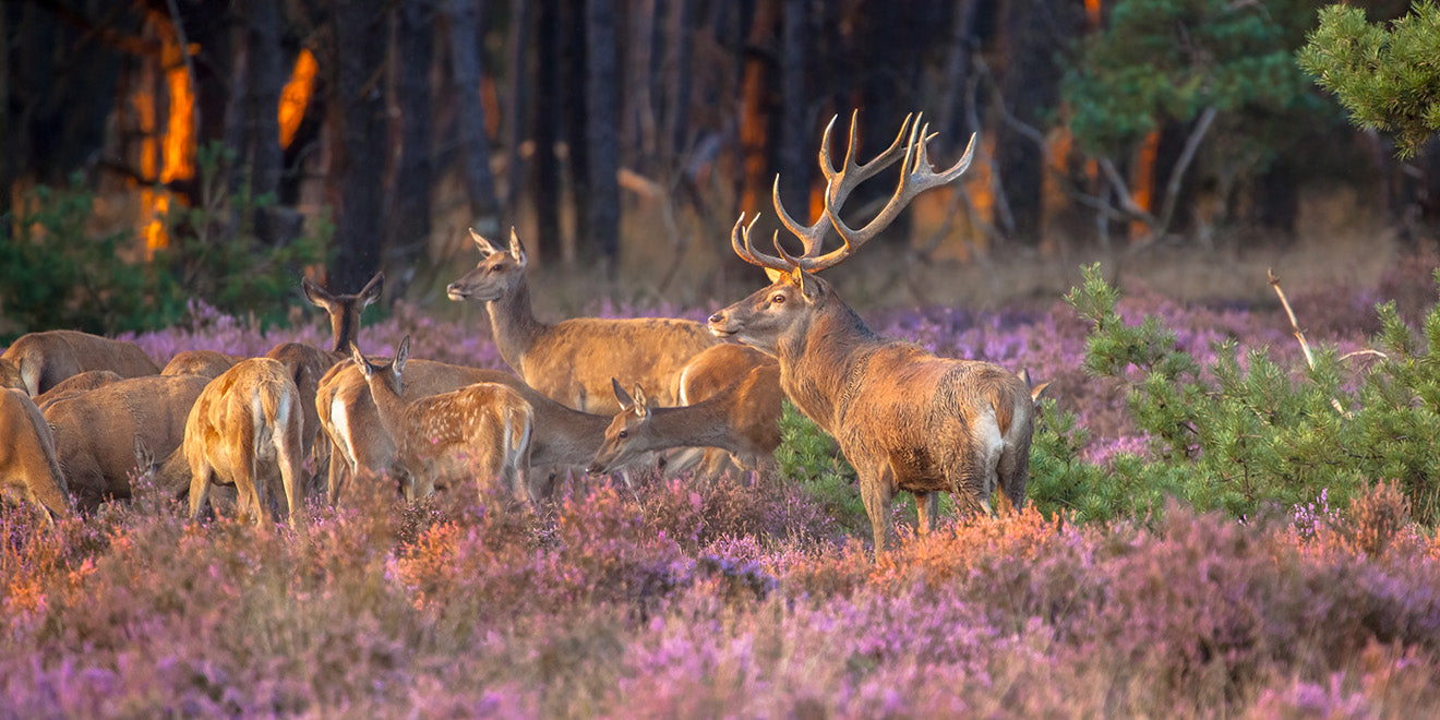 Deer on Hougun Manor Estate – Lord Titles